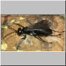 Anoplius nigerrimus - Wegwespe w03b 11mm OS-Piesberg-det.jpg